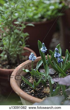 Stock Image - Potted Grape Hyacinth. Fotosearch