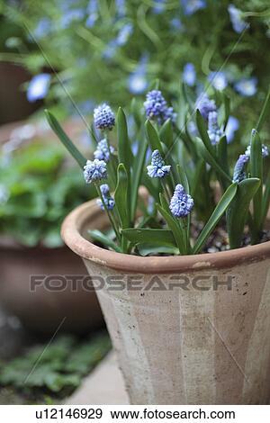 Potted Grape Hyacinth View Large Photo Image Stock Photo - Potted Grape Hyacinth. Fotosearch