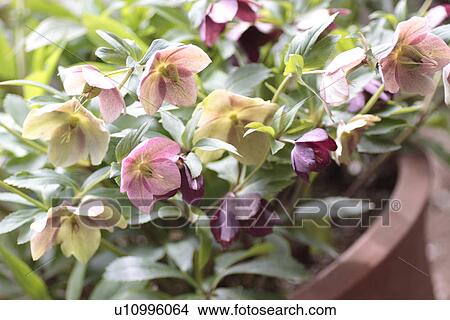 Potted Helleborus View Large Photo Image Picture - Potted Helleborus. Fotosearch
