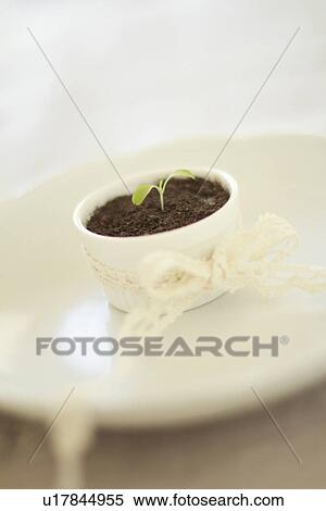Potted Sprout View Large Photo Image Stock Photography - Potted Sprout. Fotosearch