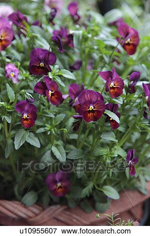 Stock Photo - Potted Violas. Fotosearch