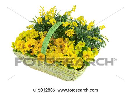 Stock Photography - Primrose Flowers in Basket. Fotosearch