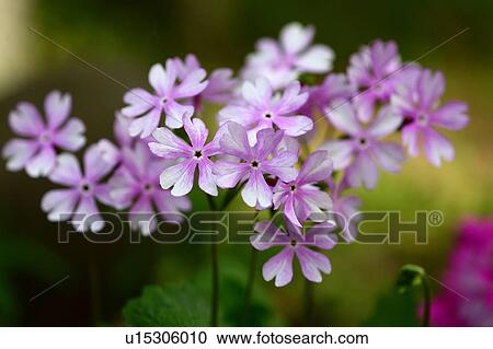 Primrose Flowers View Large Photo Image Stock Image - Primrose Flowers. Fotosearch