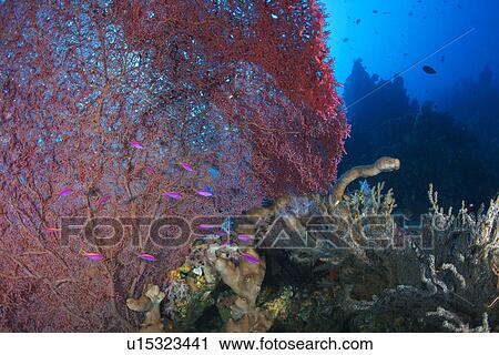 Princess Anthias and Sea Fan View Large Photo Image Stock Image - Princess Anthias and Sea Fan. Fotosearch
