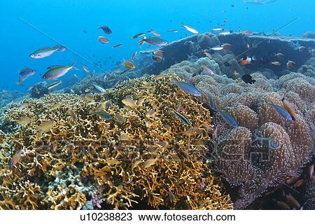 Pseudanthias Huchtii and Doublelined Fusiliers View Large Photo Image Stock Image - Pseudanthias Huchtii and Doublelined Fusiliers. Fotosearch