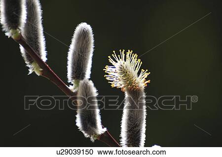 Pussy Willow View Large Photo Image Stock Image - Pussy Willow. Fotosearch