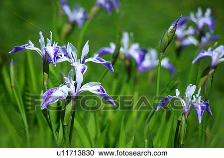 Stock Image - Rabbit Ear Iris Flowers. Fotosearch