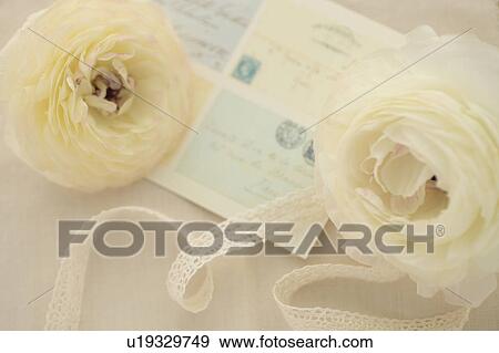 Stock Photo - Ranunculus and postcard. Fotosearch