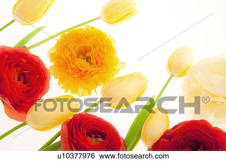 Ranunculus and Tulip Flowers View Large Photo Image Stock Photograph - Ranunculus and Tulip Flowers. Fotosearch