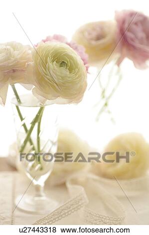 Ranunculus in glass View Large Photo Image Stock Photo - Ranunculus in glass. Fotosearch