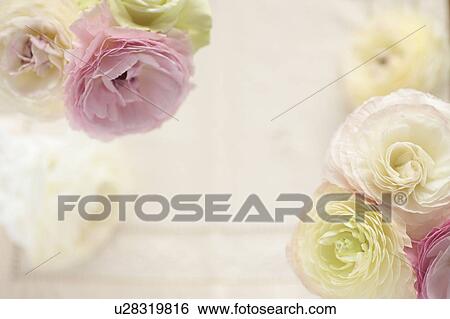 Ranunculus View Large Photo Image Stock Photograph - Ranunculus. Fotosearch