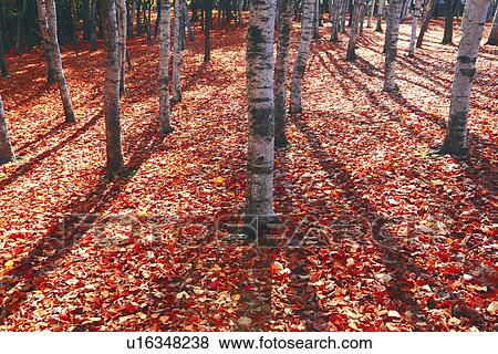Stock Photo - Red Autumnal Leaves on Ground. Fotosearch