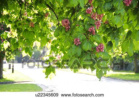 Stock Photo - Red Flowers of Horse Chestnut Tree. Fotosearch