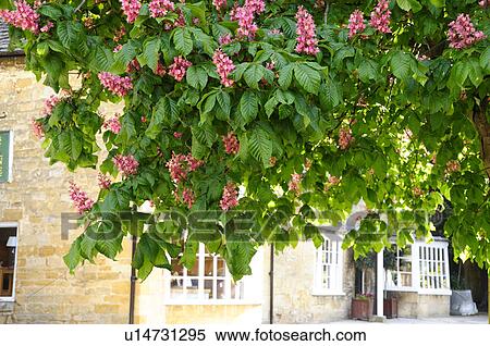 Red Flowers of Horse Chestnut Tree View Large Photo Image Stock Photography - Red Flowers of Horse Chestnut Tree. Fotosearch