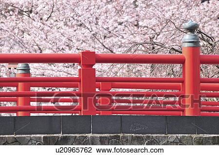 Red Footbridge and Cherry Blossom Trees View Large Photo Image Stock Image - Red Footbridge and Cherry Blossom Trees. Fotosearch