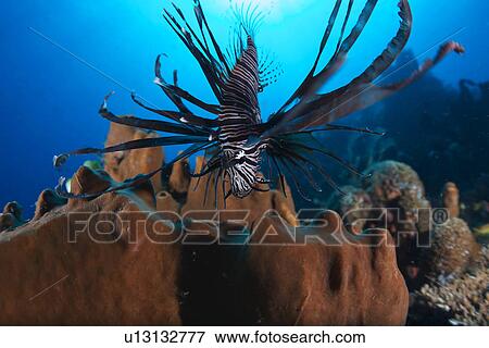 Red Lionfish View Large Photo Image Stock Photo - Red Lionfish. Fotosearch