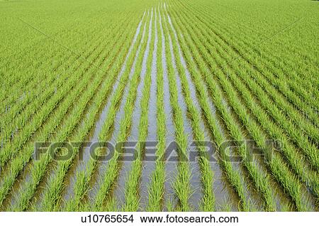 Rice Paddy View Large Photo Image Picture - Rice Paddy. Fotosearch