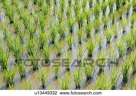 Rice Paddy View Large Photo Image Stock Image - Rice Paddy. Fotosearch