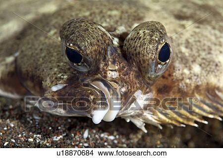 Picture - Ridged-eye Flounder. Fotosearch