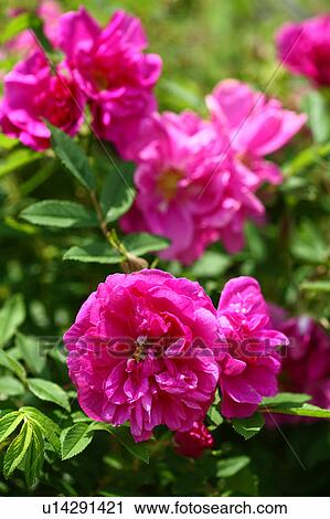 Rosa Maikai Flowers View Large Photo Image Stock Image - Rosa Maikai Flowers. Fotosearch