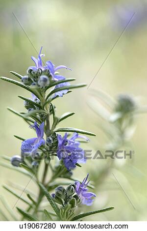 Stock Image - Rosemary in Bloom. Fotosearch