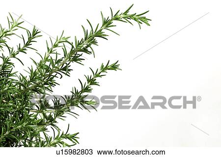 Rosemary View Large Photo Image Stock Image - Rosemary. Fotosearch