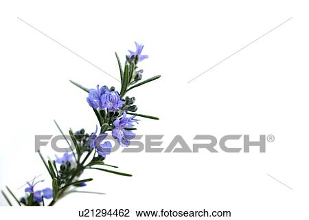 Rosemary View Large Photo Image Stock Image - Rosemary. Fotosearch