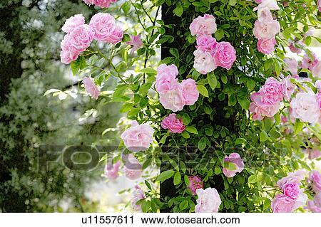 Roses, Chiba Prefecture, Honshu, Japan View Large Photo Image Stock Image - Roses, Chiba Prefecture, Honshu, Japan. Fotosearch
