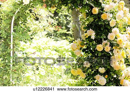 Roses, Chiba Prefecture, Honshu, Japan View Large Photo Image Stock Image - Roses, Chiba Prefecture, Honshu, Japan. Fotosearch