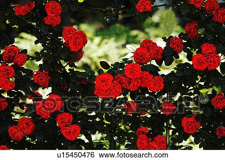 Stock Photograph - Roses, Chiba Prefecture, Honshu, Japan. Fotosearch