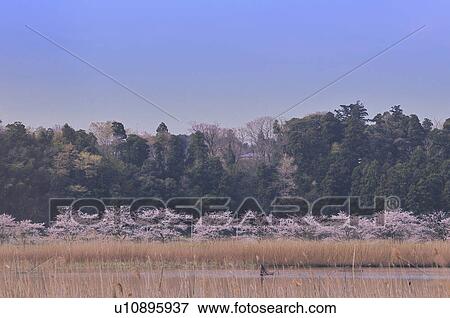 Stock Photo - Rural Landscape with Cherry Blossom Trees in Background. Fotosearch