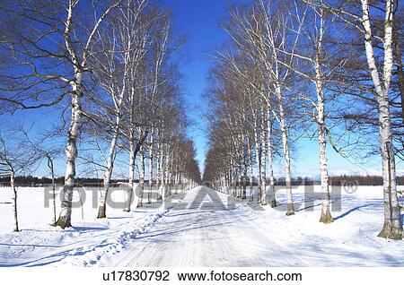 Rural Road Lined with Birch Trees in Winter View Large Photo Image Stock Image - Rural Road Lined with Birch Trees in Winter. Fotosearch
