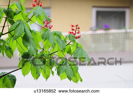 Stock Image - Safflower Buckeyes. Fotosearch