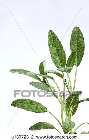 Sage Leaves View Large Photo Image Stock Image - Sage Leaves. Fotosearch