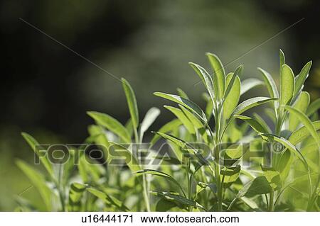 Stock Image - Sage. Fotosearch