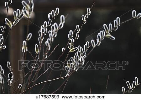 Salix gracilistyla, Tokyo Prefecture, Honshu, Japan View Large Photo Image Stock Photo - Salix gracilistyla, Tokyo Prefecture, Honshu, Japan. Fotosearch