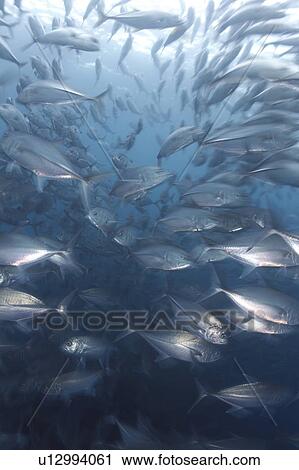 Stock Image - School of Bigeye Kingfish. Fotosearch