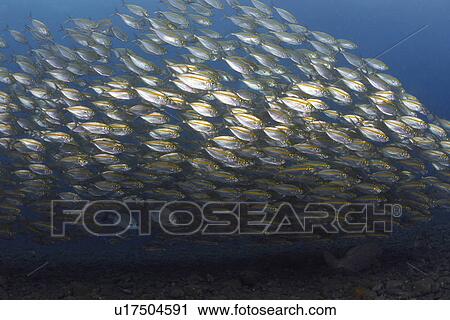 School of Bigeye Scad View Large Photo Image Stock Image - School of Bigeye Scad. Fotosearch