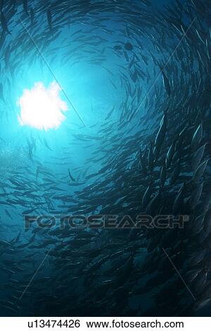 School of Bigeye Trevally View Large Photo Image Stock Photograph - School of Bigeye Trevally. Fotosearch