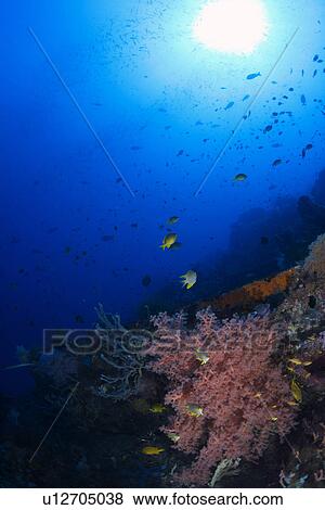 School of Fish and Coral View Large Photo Image Stock Photo - School of Fish and Coral. Fotosearch