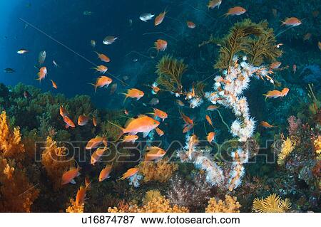 School of Fish View Large Photo Image Stock Photo - School of Fish. Fotosearch