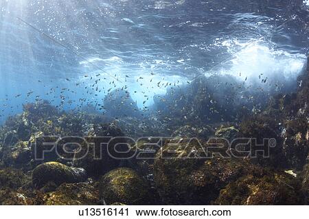 School of Fish Swimming Over Rocks View Large Photo Image Stock Image - School of Fish Swimming Over Rocks. Fotosearch