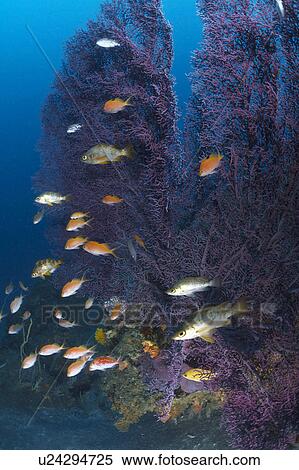 Stock Photography - School of Fish Underwater. Fotosearch