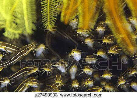 School of Striped Catfish Eels View Large Photo Image Stock Image - School of Striped Catfish Eels. Fotosearch