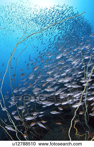 Schoolf Halflined Cardinal Fish View Large Photo Image Stock Image - Schoolf Halflined Cardinal Fish. Fotosearch
