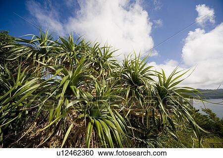 Stock Image - Screw PIne. Fotosearch