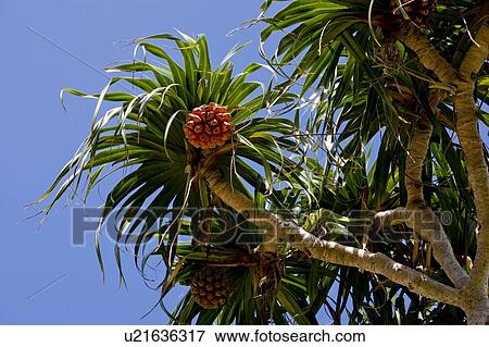 Stock Photo - Screw Pine. Fotosearch
