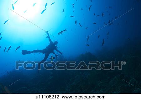Scuba Diver and School of Fish View Large Photo Image Stock Image - Scuba Diver and School of Fish. Fotosearch