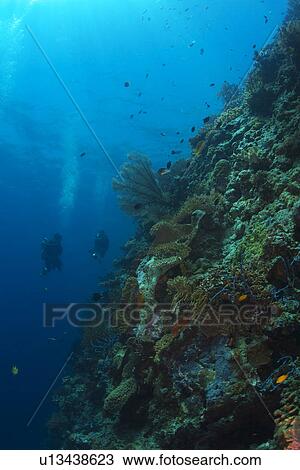 Scuba Diver and Sea Life View Large Photo Image Stock Image - Scuba Diver and Sea Life. Fotosearch
