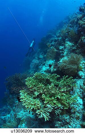 Stock Photo - Scuba Diver in Sea. Fotosearch